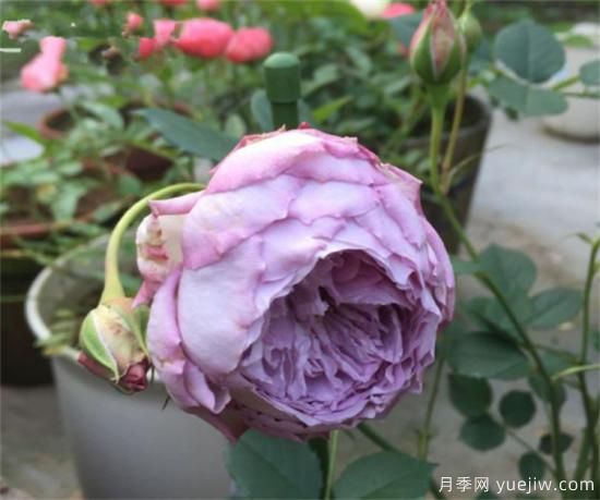 紫色月季花有哪些品種？分享30款紫色月季(圖30)