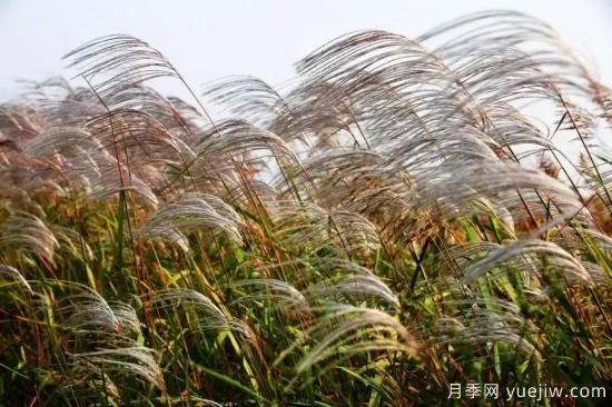 以花命名的農歷，中國人對月份的雅稱及別稱(圖11)