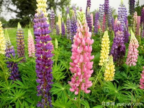 100種常見花卉的栽培大全，送給愛養(yǎng)花的你(圖87)