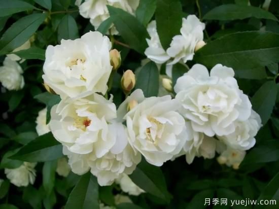 綠籬，讓你的花園與眾不同！(圖4)
