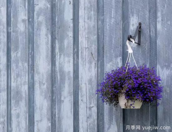 10種嬌艷奪目的花卉，驚艷你的花園(圖4)