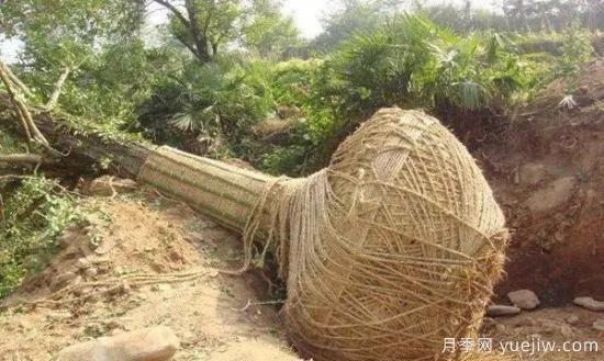 大樹(shù)苗木移植的注意事項(xiàng)(圖1)