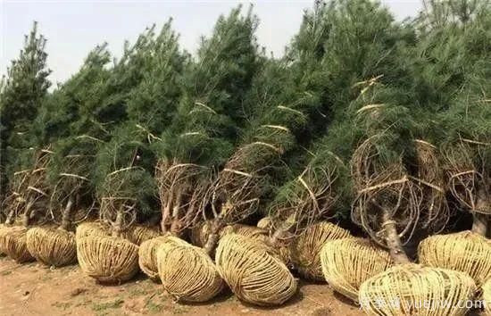 大樹(shù)苗木移植的注意事項(xiàng)(圖3)