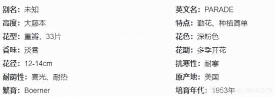 推薦高顏值且好養(yǎng)的10個(gè)藤本月季，看一眼就愛上(圖2)