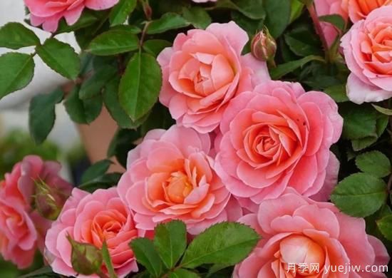 11月養(yǎng)灌木月季，在室內(nèi)天冷照樣開(kāi)花(圖1)