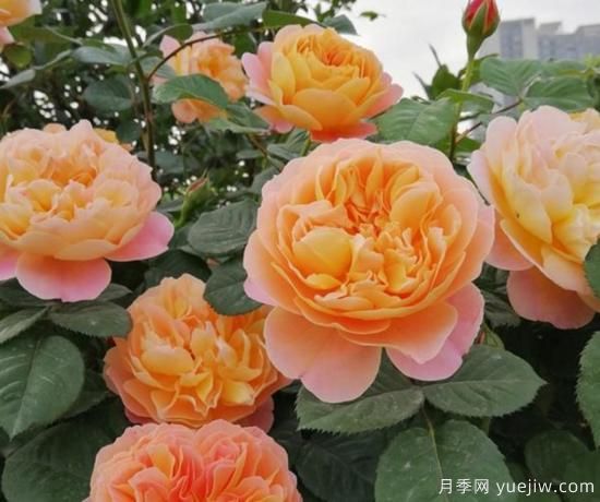 11月養(yǎng)灌木月季，在室內(nèi)天冷照樣開(kāi)花(圖2)