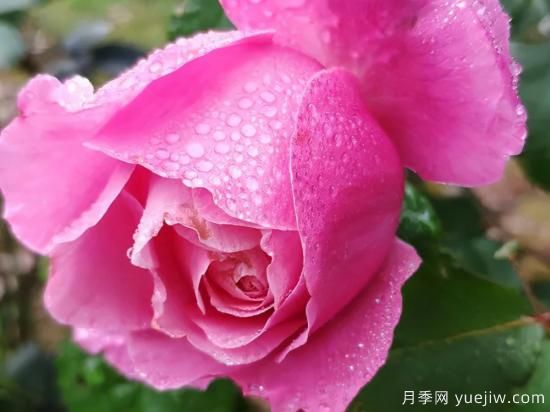 推薦高顏值且好養(yǎng)的10個(gè)藤本月季，看一眼就愛上(圖9)