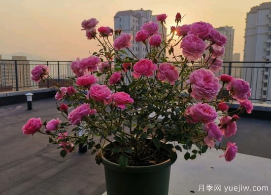 11月養(yǎng)灌木月季，在室內(nèi)天冷照樣開(kāi)花(圖3)