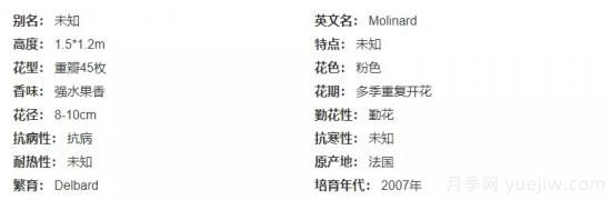 推薦高顏值且好養(yǎng)的10個(gè)藤本月季，看一眼就愛上(圖10)