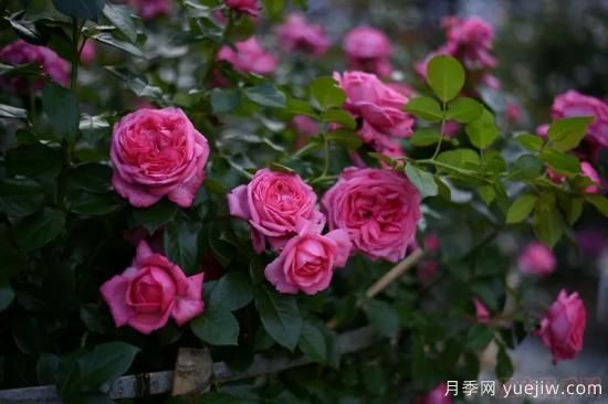推薦高顏值且好養(yǎng)的10個(gè)藤本月季，看一眼就愛上(圖11)