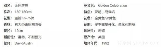 推薦高顏值且好養(yǎng)的10個(gè)藤本月季，看一眼就愛上(圖14)