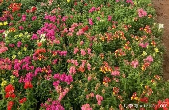 需求量大的花鏡植物，極具藝術(shù)感(圖1)