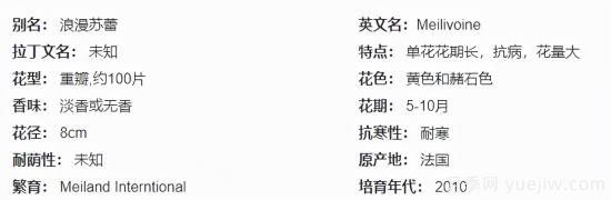 推薦高顏值且好養(yǎng)的10個(gè)藤本月季，看一眼就愛上(圖19)