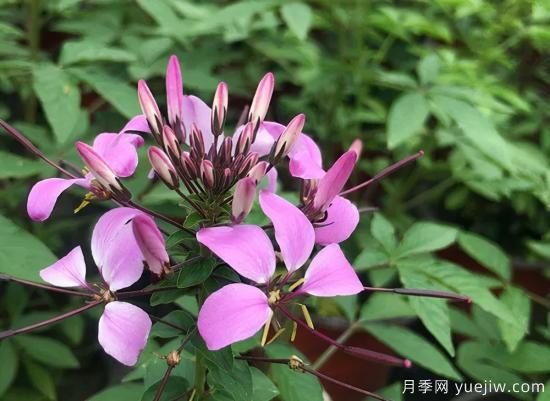 需求量大的花鏡植物，極具藝術(shù)感(圖3)