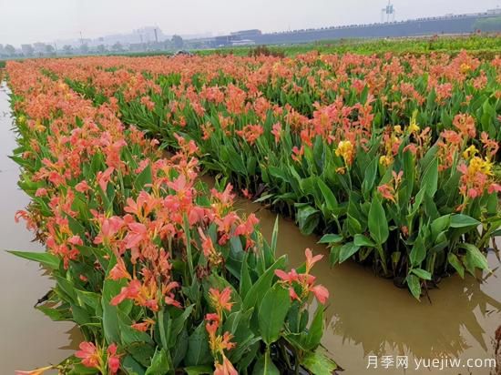 需求量大的花鏡植物，極具藝術(shù)感(圖4)