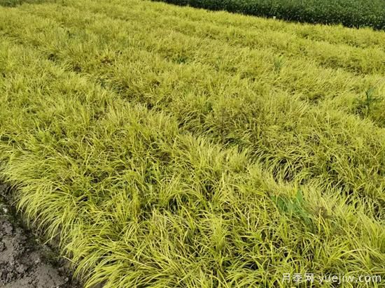 需求量大的花鏡植物，極具藝術(shù)感(圖7)