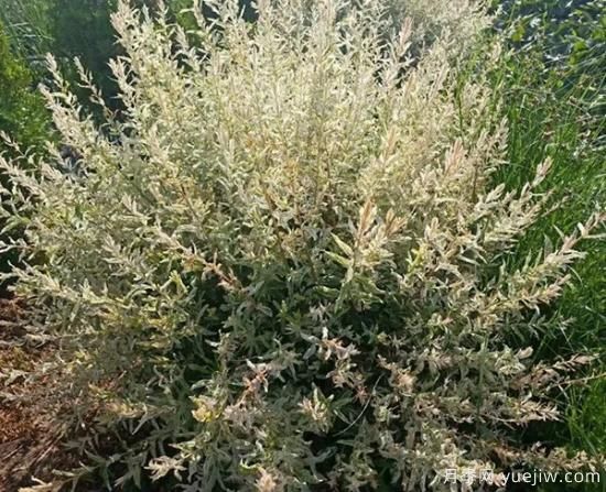 需求量大的花鏡植物，極具藝術(shù)感(圖8)