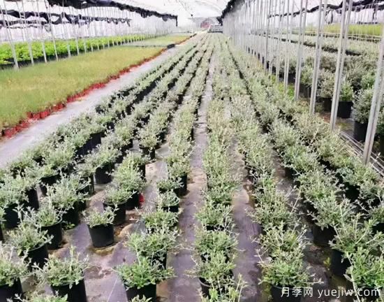 需求量大的花鏡植物，極具藝術(shù)感(圖9)