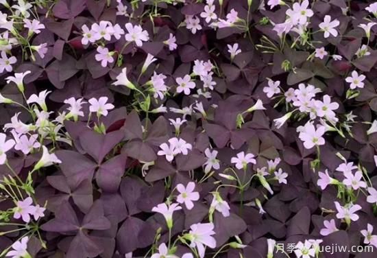 需求量大的花鏡植物，極具藝術(shù)感(圖10)