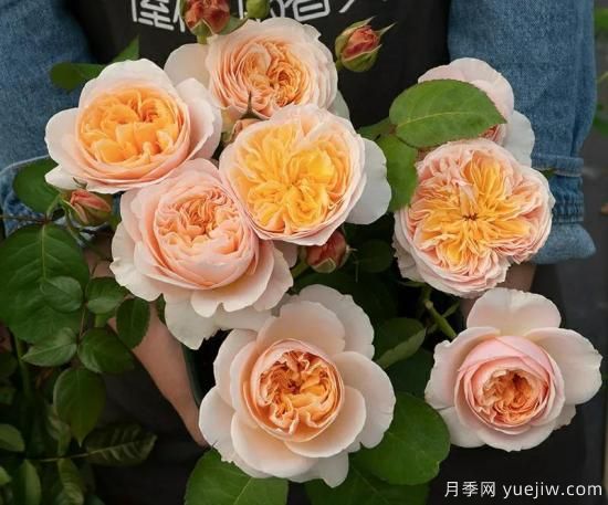 朱麗葉月季，經(jīng)典永恒，多姿美艷香氣迷人(圖2)