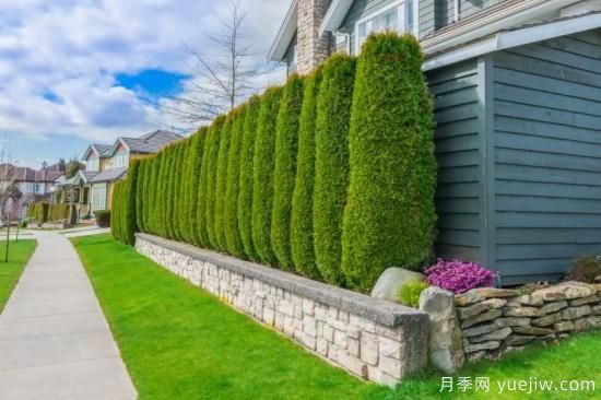 綠籬，讓你的花園與眾不同！(圖2)