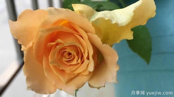 河本純子天使系列月季，顏值擔(dān)當(dāng)溫柔靈動(圖7)