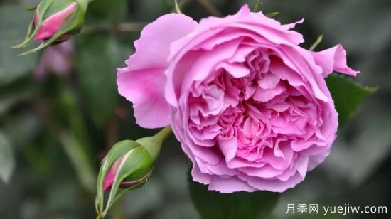 河本純子天使系列月季，顏值擔(dān)當(dāng)溫柔靈動(圖5)