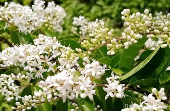 綠籬，讓你的花園與眾不同！(圖3)