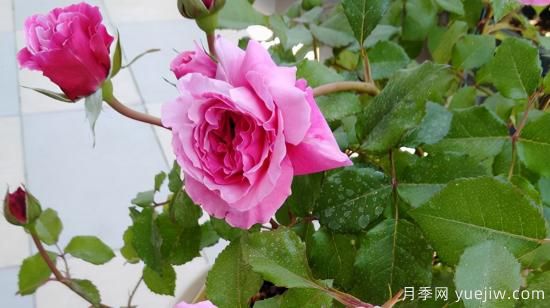 河本純子天使系列月季，顏值擔(dān)當(dāng)溫柔靈動(圖6)