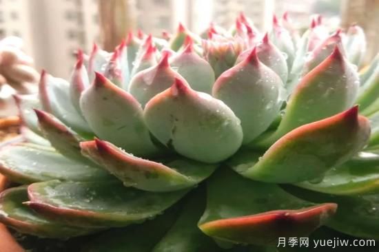 澆水上肥剪一波，做好養(yǎng)護讓居家植物安全過冬(圖1)
