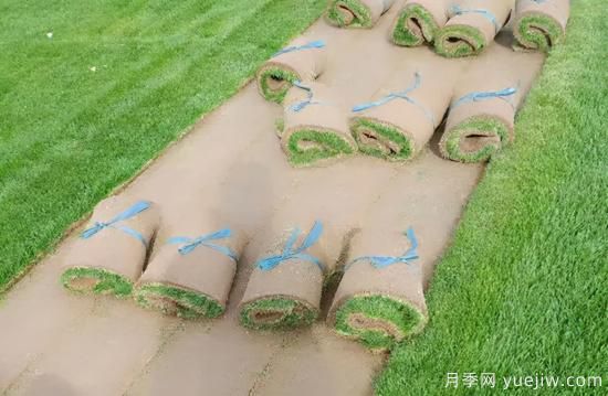 草坪，2021年上半年當(dāng)之無愧的行情之王(圖3)