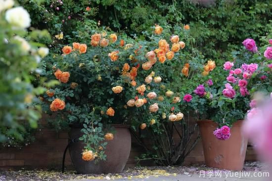 一個(gè)家里能栽得下去多少品種的月季？你想象不到(圖4)