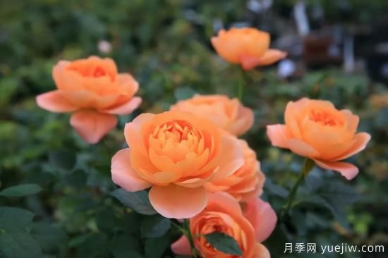 一個(gè)家里能栽得下去多少品種的月季？你想象不到(圖5)