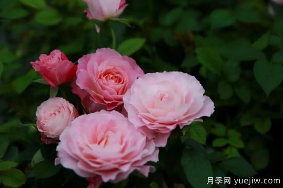 一個(gè)家里能栽得下去多少品種的月季？你想象不到(圖6)