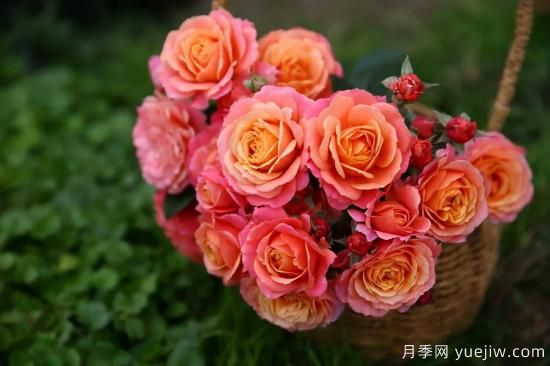 一個(gè)家里能栽得下去多少品種的月季？你想象不到(圖7)