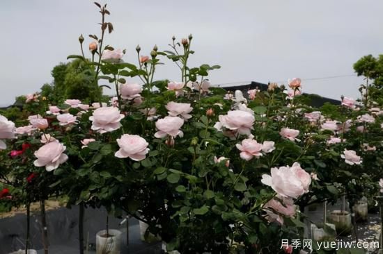 一個(gè)家里能栽得下去多少品種的月季？你想象不到(圖8)