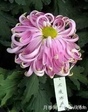 識(shí)花瓣，辨花型...快收好這份賞菊“門道”(圖1)