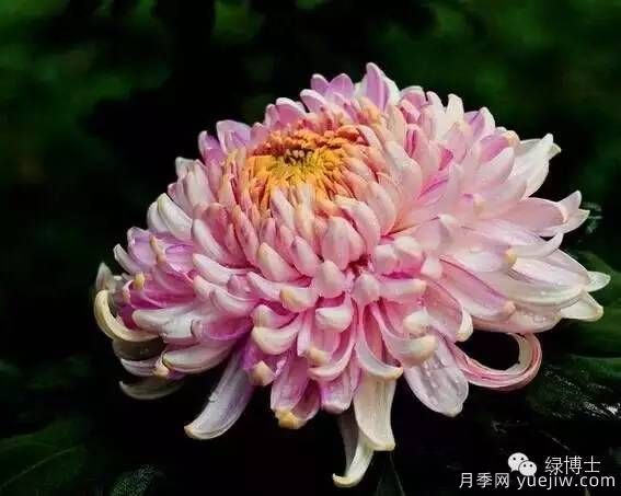 識(shí)花瓣，辨花型...快收好這份賞菊“門道”(圖2)