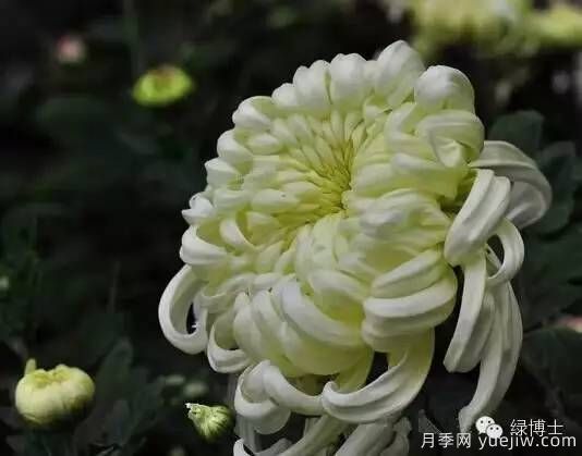 識(shí)花瓣，辨花型...快收好這份賞菊“門道”(圖3)