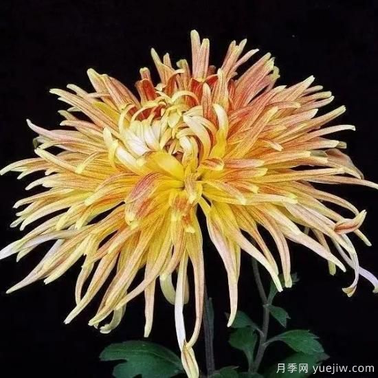 識(shí)花瓣，辨花型...快收好這份賞菊“門道”(圖4)
