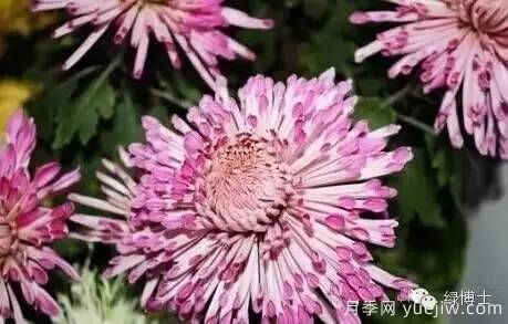 識(shí)花瓣，辨花型...快收好這份賞菊“門道”(圖6)