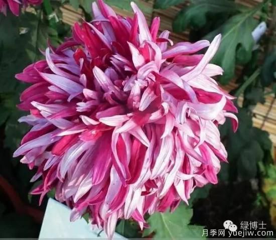 識(shí)花瓣，辨花型...快收好這份賞菊“門道”(圖5)