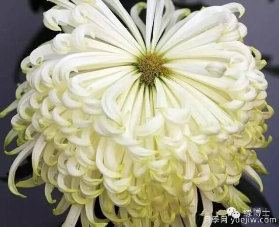 識(shí)花瓣，辨花型...快收好這份賞菊“門道”(圖7)