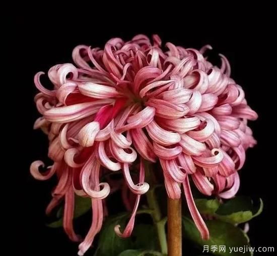 識(shí)花瓣，辨花型...快收好這份賞菊“門道”(圖9)