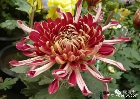 識(shí)花瓣，辨花型...快收好這份賞菊“門道”(圖10)