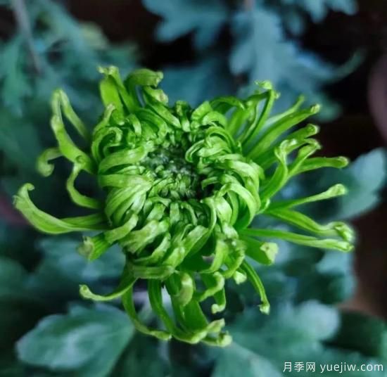 識(shí)花瓣，辨花型...快收好這份賞菊“門道”(圖11)