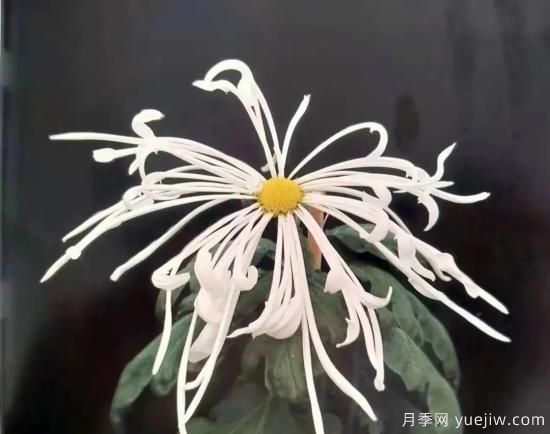 識(shí)花瓣，辨花型...快收好這份賞菊“門道”(圖12)