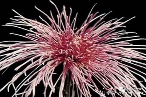 識(shí)花瓣，辨花型...快收好這份賞菊“門道”(圖13)