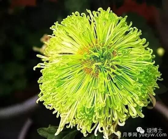 識(shí)花瓣，辨花型...快收好這份賞菊“門道”(圖15)