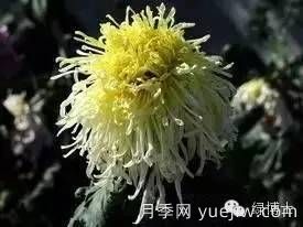 識(shí)花瓣，辨花型...快收好這份賞菊“門道”(圖17)